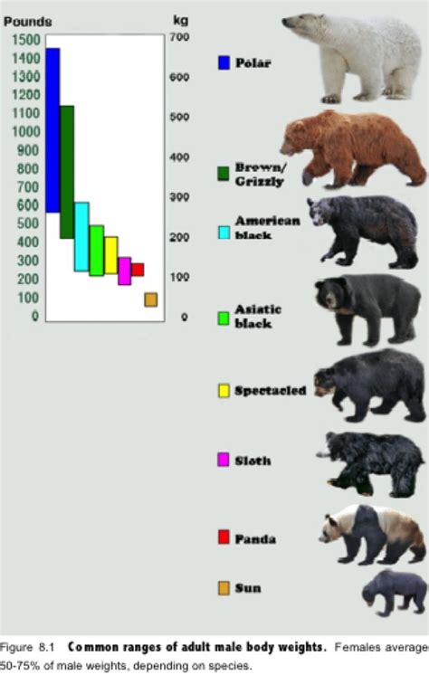 Black Bear Size Chart