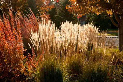 6 Ornamental Grasses For Autumn Gardens Triple Tree Nurseryland