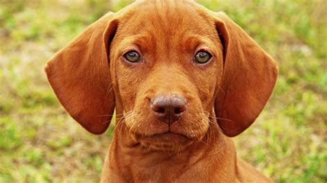 La Raza De Perro Braco H Ngaro Desc Brelo Todo Sobre La Raza