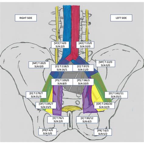 Location And Number Of Dissected Lymph Node Ln Stations Download Scientific Diagram