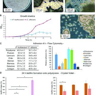 Comparative Proteomic Analysis Of P Kudriavzevii Cell Walls A Venn