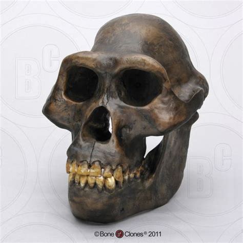 Australopithecus Afarensis Skull Evolution Tattoo Human Evolution