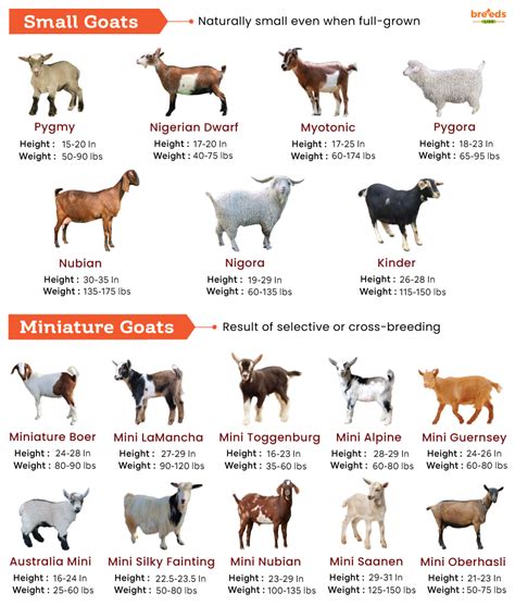 List Of Small And Miniature Goats With Pictures