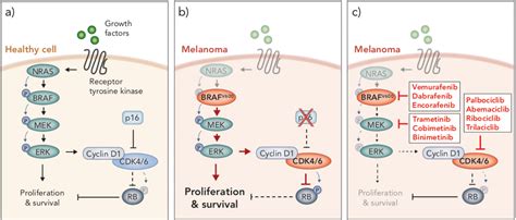 Frontiers Immunomodulatory Effects Of Braf Mek And Cdk4 6 Inhibitors Implications For