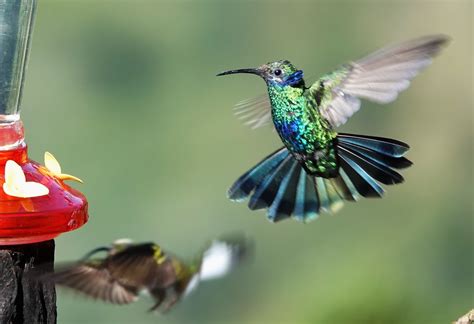 Großer Veilchenohrkolibri Colibri Coruscans Großer Veilc Flickr