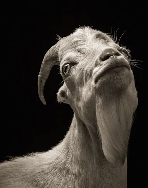 Farm Animals Dramatic Portraits – Fubiz Media