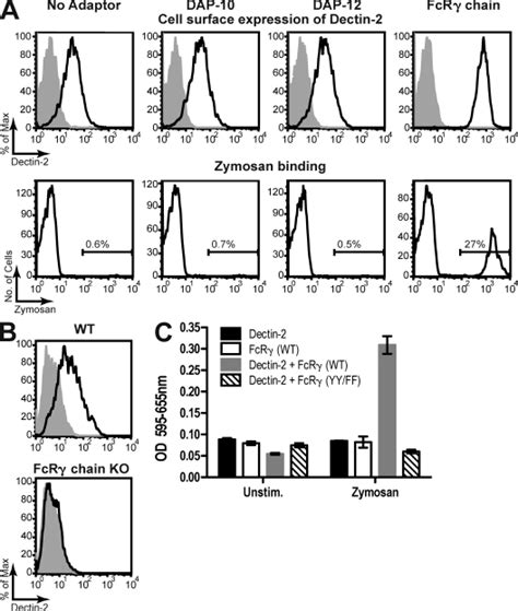 Dectin 2 requires FcRγ chain for surface expression and signaling A