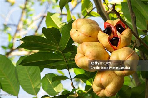 Ackee High Res Stock Photo Getty Images