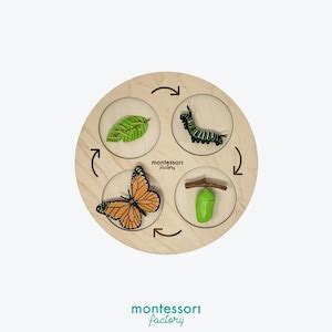 Life Cycle Of A Green Bean Montessori Material Educational Toy Wooden