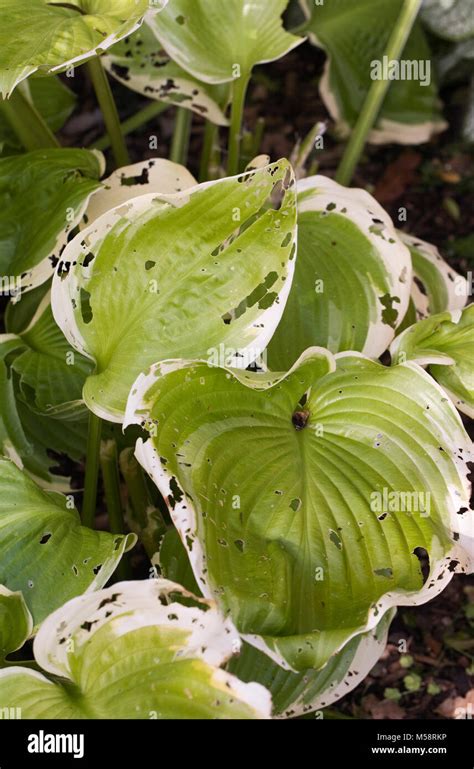 Slug And Snail Damage On Hosta Winter Snow Leaves Stock Photo Alamy