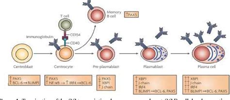 Figure From Plasma Cells A New Light At The End Of B Cell