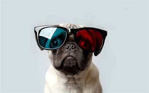 🔥 [48+] Pug Backgrounds Wallpapers | WallpaperSafari