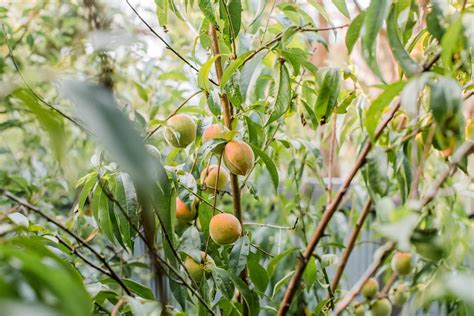 How To Grow And Care For Peach Trees