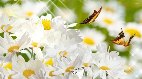 Butterflies On Daisies Wallpaper Digital Art Wallpapers