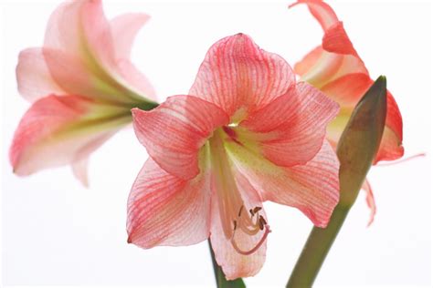 Amaryllis Nach Der Bl Te Pflegen So Wird S Gemacht Ritterstern