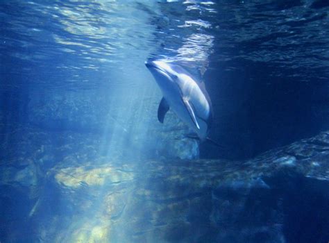 Exploring Osaka: Osaka Aquarium Kaiyukan - girllightning