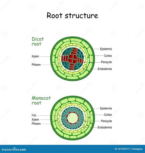 Root Structure Monocot And Dicot Stems Stock Vector Illustration Of