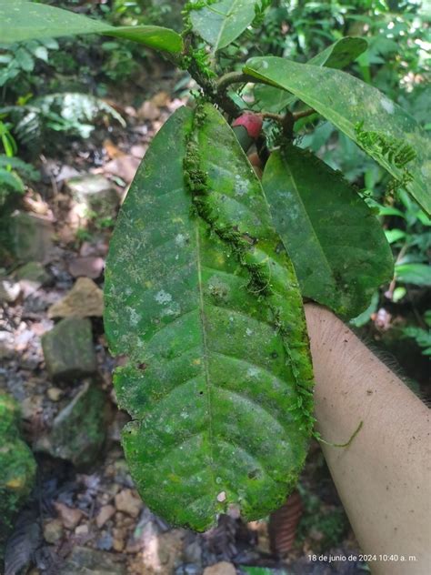 laurels from El Carmen de Chucurí Santander Colombia on June 18 2024