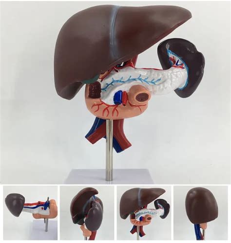 Life Size Human Liver Pancreas And Duodenum Model Medical Teaching