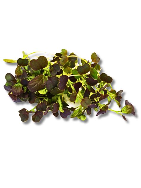 Micro Red Pak Choi – Sun Harvest LTD