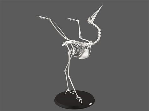 3d Model Sandhill Crane Skeleton Vr Ar Low Poly Cgtrader