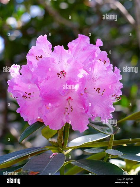 Shrubs pink rhododendron shrub hi-res stock photography and images - Alamy