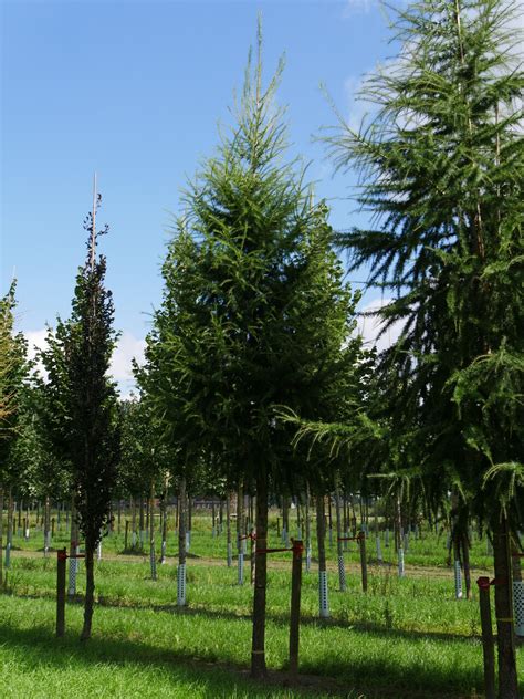 Larix Decidua Pinaceae Van Den Berk Nurseries