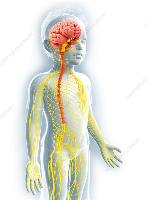 Human Nervous System Artwork Stock Image F010 4608 Science Photo