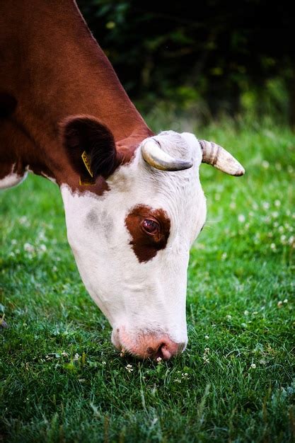 Premium Photo Cows Grazing On A Green Field