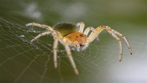 Minibeasts Insects And Invertebrates Bbc Teach