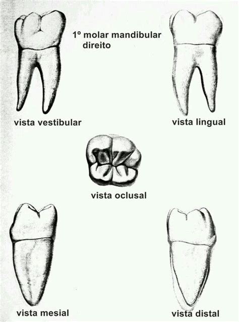 The Permanent Mandibular Molars Dental Anatomy Physiology And Occlusion