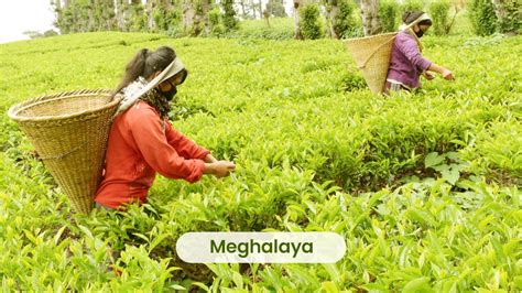 Top 10 Tea Producing States In India Tea Producing State