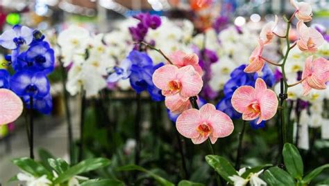 Fai Caso A Questi Segnali Della Tua Orchidea Va Rinvasata Il Prima