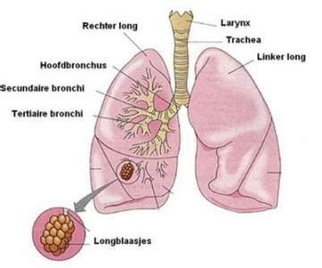 Luchtwegen Algemeen Menselijk Lichaam
