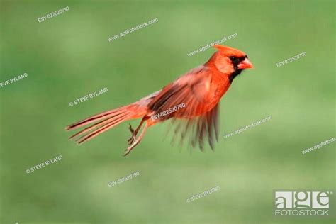 Male Cardinal In Flight, Stock Photo, Picture And Low Budget Royalty ...