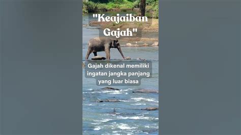 Keajaiban Gajah Ingatan Kuat Dan Fakta Fakta Aneh Lain Yang Belum