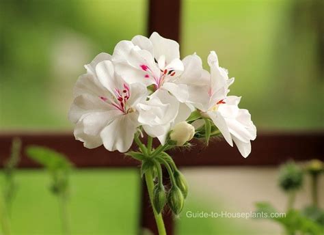 Flowers That Start With Geraniums All You Need Infos