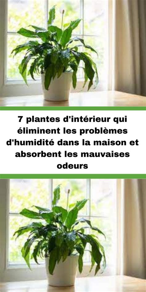 Plantes D Int Rieur Qui Liminent Les Probl Mes D Humidit Dans La