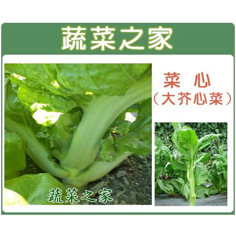 蔬菜之家滿額免運【00a27】大包裝菜心種子30克大心芥菜 蝦皮購物