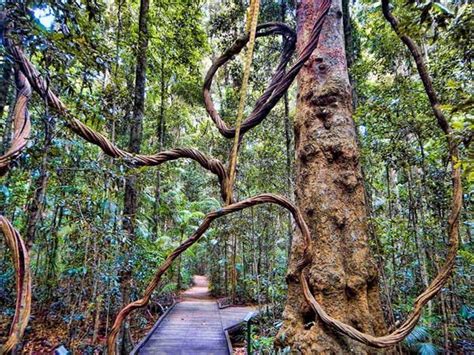 Mary Cairncross Nature Reserve Maleny And Hinterland Trails