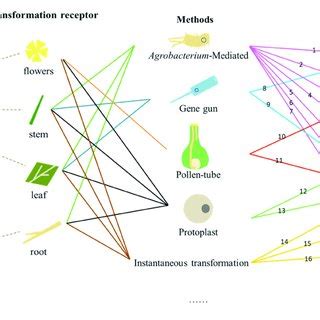 Protoplast transformation in different tree species. | Download Scientific Diagram