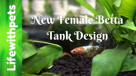 Planted 20 Gallon Betta Fish Community Tank Completely Redesigned