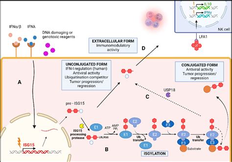 Figure 2 From Unveiling The Multifaceted Roles Of ISG15 From