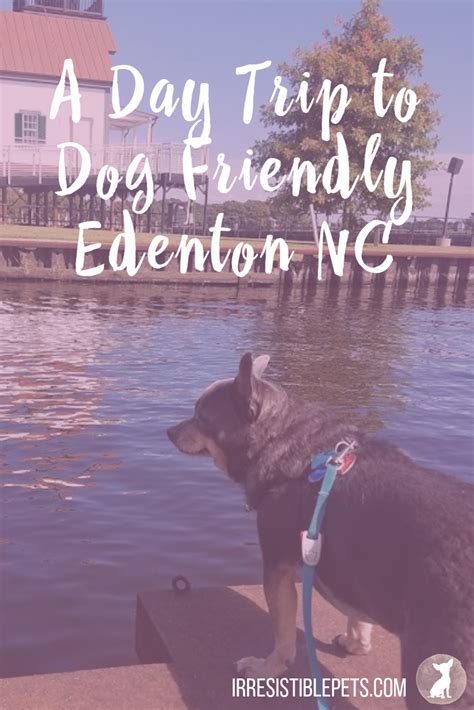 A Day Trip to Dog Friendly Edenton NC - Irresistible Pets