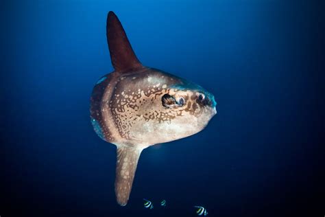 Ocean Sunfish Mola Moon Fish — Blue Corner Dive Freediving