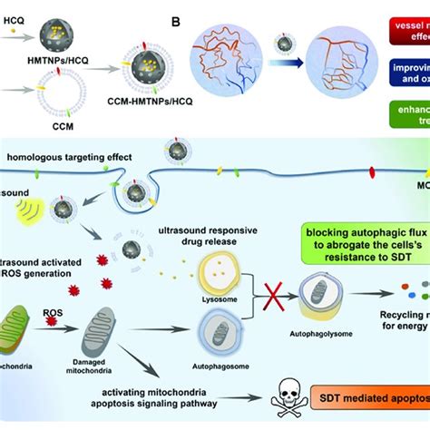 Schematic Of The Cancer Cell Membrane Biomimetic Nanoplatform A