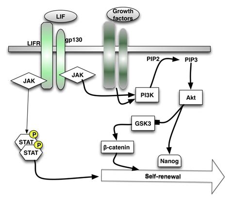 Signaling Pathways In Mouse Embryo Stem Cell Self Renewal Intechopen