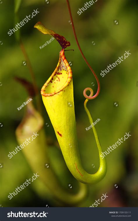 2,918 Carnivorous Plants Rainforest Royalty-Free Photos and Stock ...