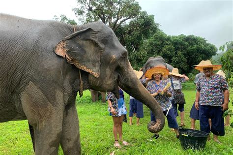 Mae Rim Elephant Sanctuary Elephant Sanctuary In Chiang Mai