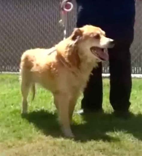 Le cœur brisé et vaincu ce chien ne veut même pas bouger du coin